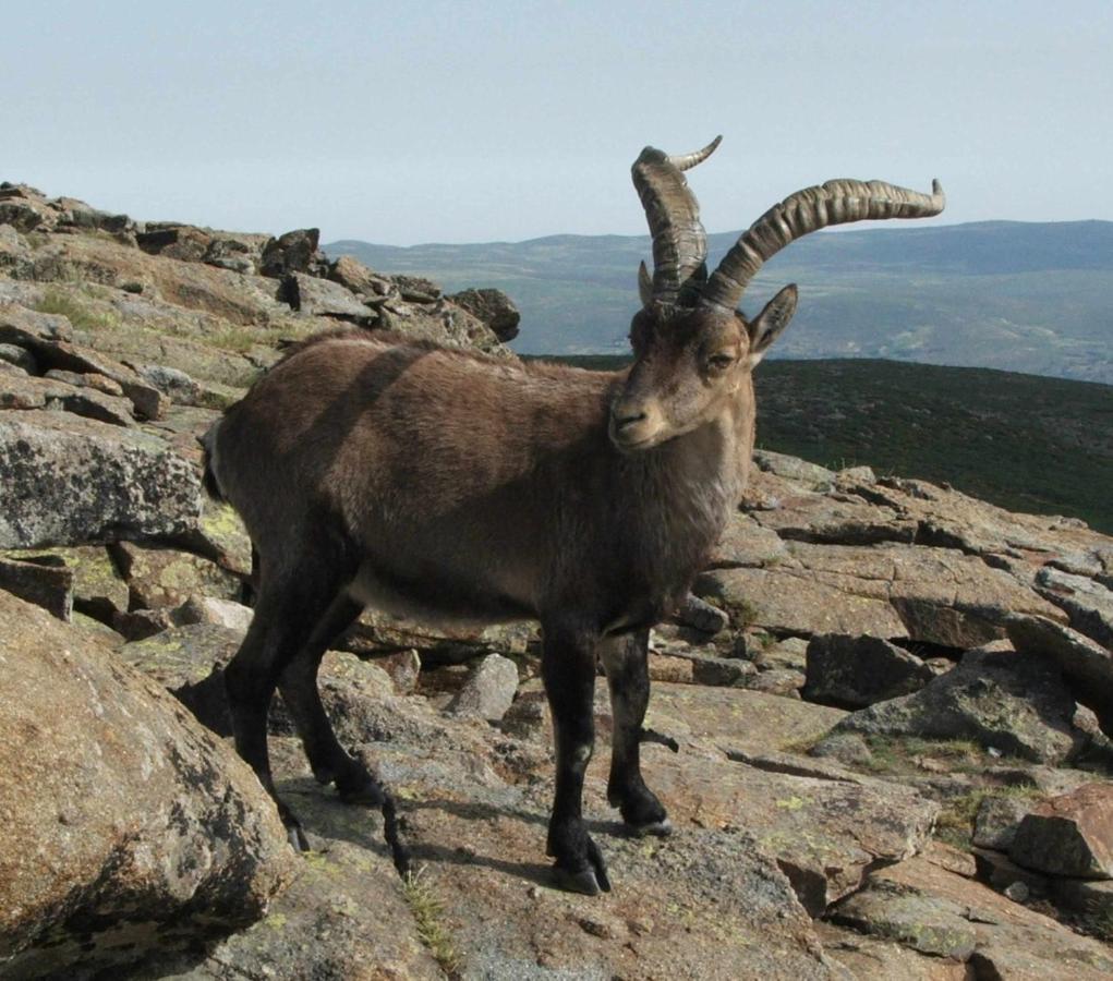 Appartamento La Nava De Gredos Acogedor Piso Con Vistas Navarredonda Esterno foto